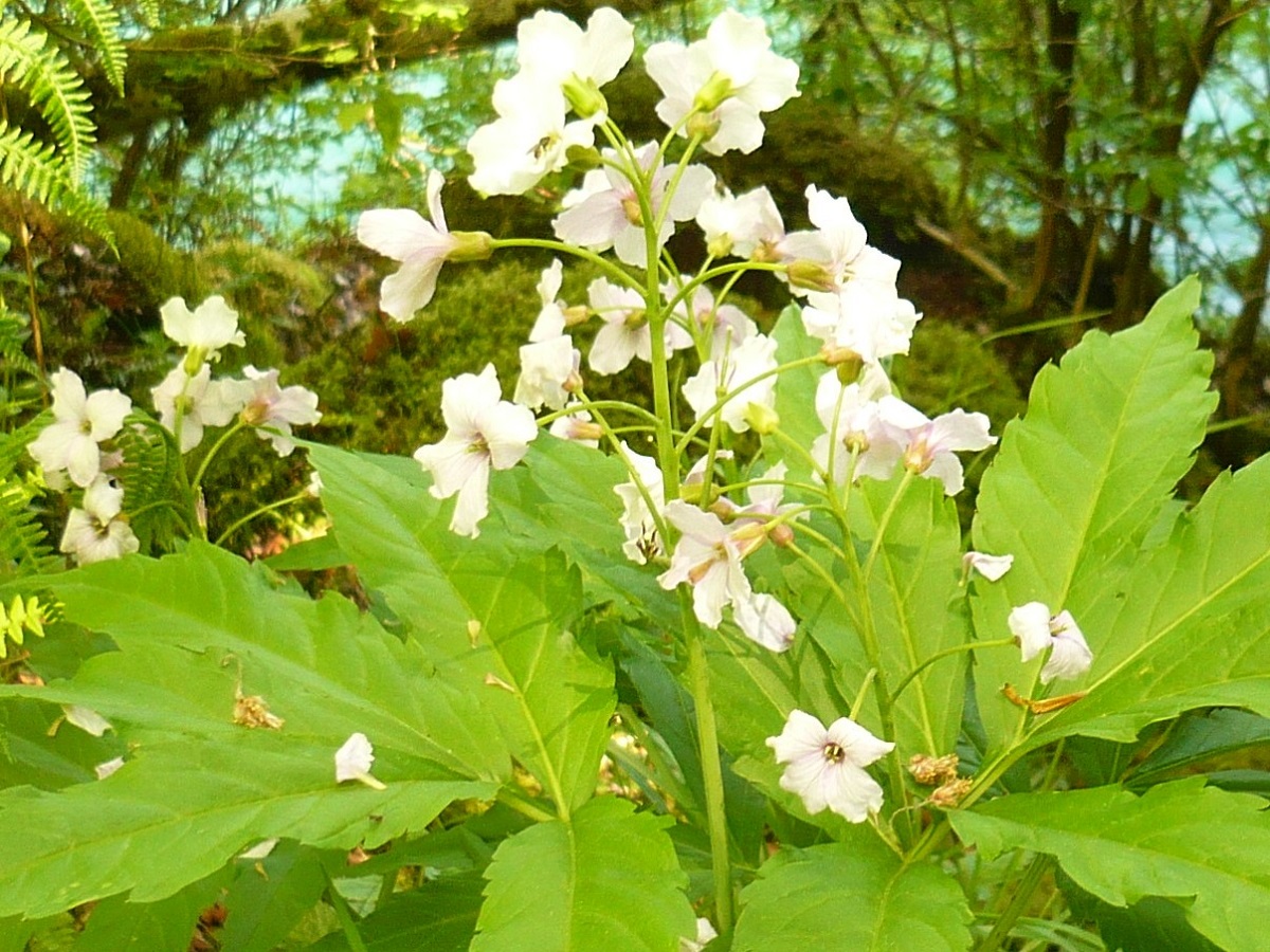 Cardamine heptaphylla (Brassicaceae)
